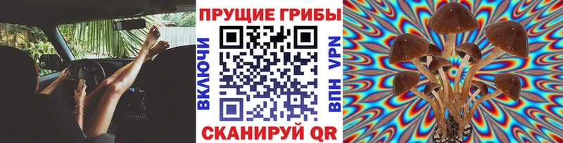 Псилоцибиновые грибы MAGIC MUSHROOMS  где купить наркоту  Светлогорск 